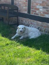 SHA REE, Hund, Maremmano in Hamminkeln - Bild 1
