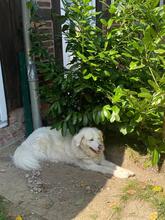 SHA REE, Hund, Maremmano in Hamminkeln - Bild 2
