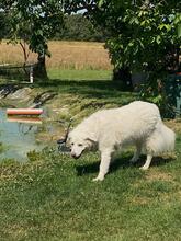 SHA REE, Hund, Maremmano in Hamminkeln - Bild 3