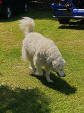 SHA REE, Hund, Maremmano in Hamminkeln - Bild 4