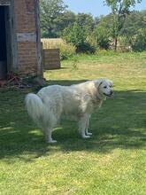SHA REE, Hund, Maremmano in Hamminkeln - Bild 5