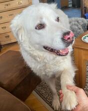 SHA REE, Hund, Maremmano in Hamminkeln - Bild 7