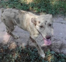 GREY, Hund, Mischlingshund in Spanien - Bild 1