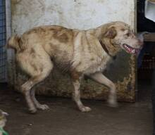 GREY, Hund, Mischlingshund in Spanien - Bild 10