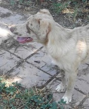 GREY, Hund, Mischlingshund in Spanien - Bild 3
