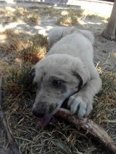GREY, Hund, Mischlingshund in Spanien - Bild 5