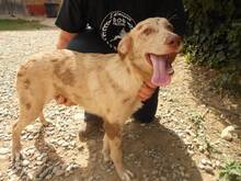 GREY, Hund, Mischlingshund in Spanien - Bild 7