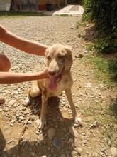 GREY, Hund, Mischlingshund in Spanien - Bild 8