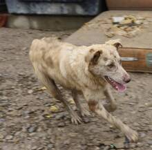 GREY, Hund, Mischlingshund in Spanien - Bild 9