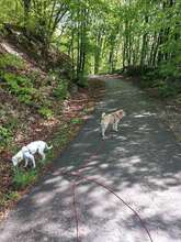 CURTIS, Hund, Mischlingshund in Arnsberg - Bild 14