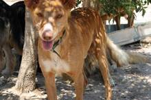 FORTUNATO, Hund, Podenco in Spanien - Bild 10