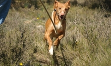 FORTUNATO, Hund, Podenco in Spanien - Bild 13