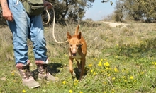 FORTUNATO, Hund, Podenco in Spanien - Bild 17