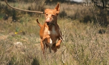 FORTUNATO, Hund, Podenco in Spanien - Bild 2