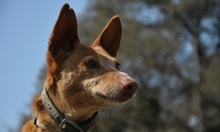FORTUNATO, Hund, Podenco in Spanien - Bild 4