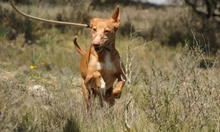 FORTUNATO, Hund, Podenco in Spanien - Bild 6