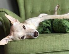 NIKA, Hund, Mischlingshund in Wildberg - Bild 1