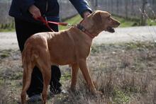 FRUCA, Hund, Mischlingshund in Spanien - Bild 10