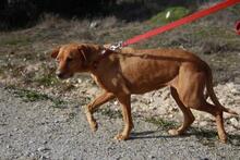 FRUCA, Hund, Mischlingshund in Spanien - Bild 11