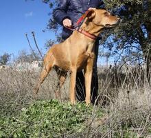 FRUCA, Hund, Mischlingshund in Spanien - Bild 3