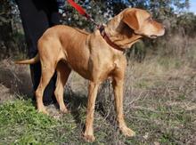 FRUCA, Hund, Mischlingshund in Spanien - Bild 4