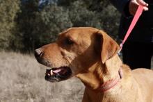 FRUCA, Hund, Mischlingshund in Spanien - Bild 5