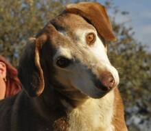 OFELIA, Hund, Mischlingshund in Spanien - Bild 1