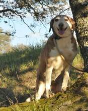 OFELIA, Hund, Mischlingshund in Spanien - Bild 4