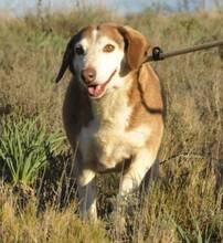OFELIA, Hund, Mischlingshund in Spanien - Bild 5