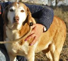 OFELIA, Hund, Mischlingshund in Spanien - Bild 6