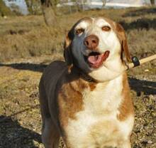 OFELIA, Hund, Mischlingshund in Spanien - Bild 8
