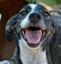 PINXO, Hund, Mischlingshund in Spanien - Bild 1