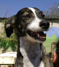 PINXO, Hund, Mischlingshund in Spanien - Bild 2