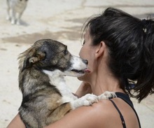PINXO, Hund, Mischlingshund in Spanien - Bild 3