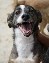 PINXO, Hund, Mischlingshund in Spanien - Bild 4