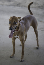 FRODO, Hund, Mischlingshund in Spanien - Bild 10