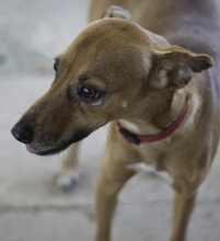 FRODO, Hund, Mischlingshund in Spanien - Bild 11