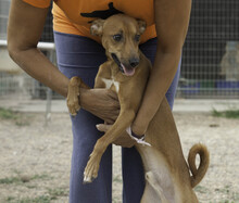 FRODO, Hund, Mischlingshund in Spanien - Bild 12