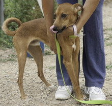 FRODO, Hund, Mischlingshund in Spanien - Bild 14