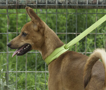 FRODO, Hund, Mischlingshund in Spanien - Bild 15