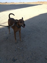 FRODO, Hund, Mischlingshund in Spanien - Bild 17