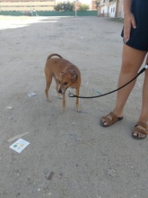 FRODO, Hund, Mischlingshund in Spanien - Bild 18