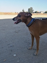 FRODO, Hund, Mischlingshund in Spanien - Bild 19