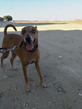 FRODO, Hund, Mischlingshund in Spanien - Bild 22