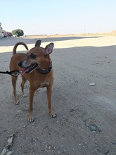 FRODO, Hund, Mischlingshund in Spanien - Bild 23