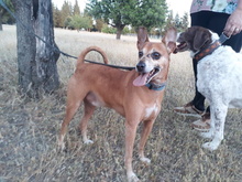 FRODO, Hund, Mischlingshund in Spanien - Bild 25
