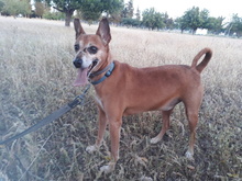 FRODO, Hund, Mischlingshund in Spanien - Bild 26