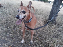 FRODO, Hund, Mischlingshund in Spanien - Bild 28