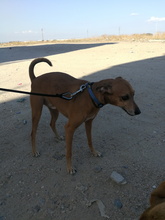 FRODO, Hund, Mischlingshund in Spanien - Bild 30