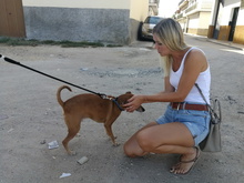 FRODO, Hund, Mischlingshund in Spanien - Bild 34